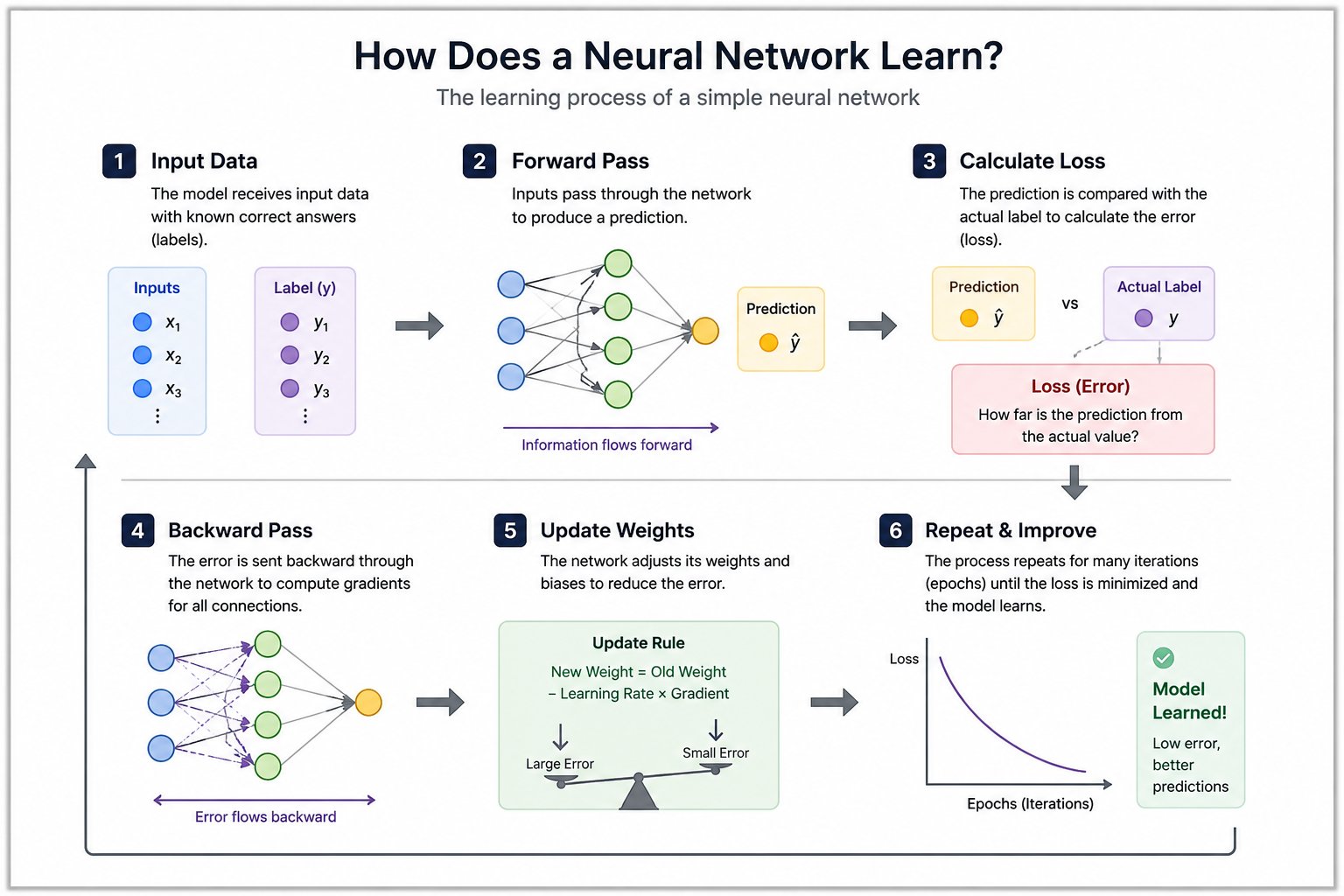 Infographic showing how a neural network learns through six steps: input data, forward pass, loss calculation, backward pass, weight updates, and repeated training iterations until prediction error decreases and the model improves. The diagram uses arrows