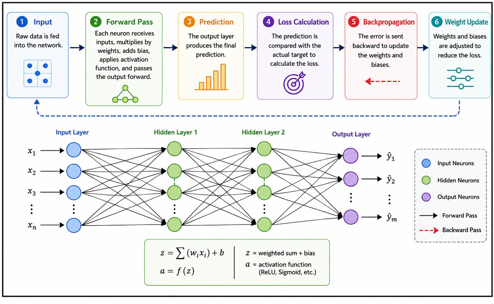 Neural network workflow diagram illustrating the training process from input data to prediction, loss calculation, backpropagation, and weight updates. The infographic also shows input, hidden, and output layers connected by neurons, demonstrating how inf